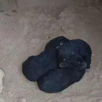 سه تا توله سیاه یکی ماده دوتا نر|سگ|مبارکه, |دیوار