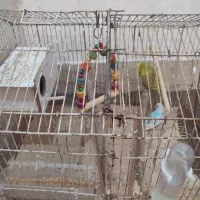 مرغ عشق|پرنده|برازجان, |دیوار