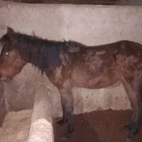 کره مادیون بی نشان ایکساله