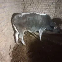 سلام یک عدد گاو