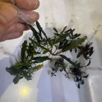 گیاه اکواریوم باسفلاندرا بوسفلاندرا انابیاس|ماهی|تهران, بریانک|دیوار