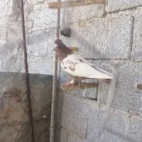 طوقی و سینه سرخ|پرنده|شیراز, وزیرآباد|دیوار