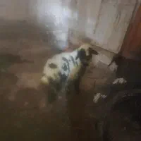 بره ماده سر حال اوکی