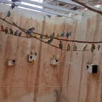 طوطی کوتوله کلی وجزئی