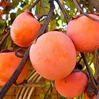 نهال های پربارده کاشت چهار فصل خرمالو گلدونی