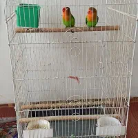 طوطی برزیلی جوان|پرنده|املش, |دیوار