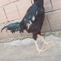 خروس مرغ لاری