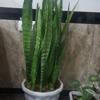 گل خانگی|گل و گیاه طبیعی|سردشت, |دیوار