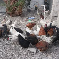 مرغ محلی|حیوانات مزرعه|منوجان, |دیوار