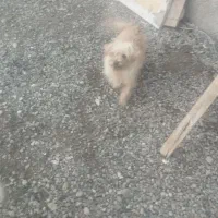 سگ جهت معاوضه|سگ|بم, |دیوار