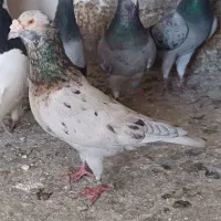 کبوتر