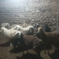 میش گله ای درشت فروشی|حیوانات مزرعه|سده (خراسان جنوبی), |دیوار