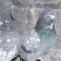 چند تا کبوتر پرشی|پرنده|رشت, گلباغ نماز|دیوار