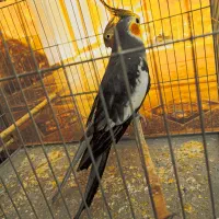 جفت عروس هلندی مولد|پرنده|اهرم, |دیوار