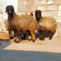 4راس میش سطح یک|حیوانات مزرعه|شوشتر, |دیوار