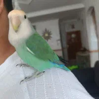 پرنده کوتوله اهلی