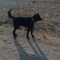 سگ‌نگهبان
