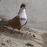 کبوتر