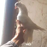 فروش کبوتر ماده|پرنده|نهاوند, |دیوار