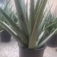 فروش ویژه گلدان های طبیعی آلوئه ورا|گل و گیاه طبیعی|لاهیجان, گلستان|دیوار