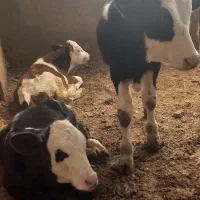 ۷راس گوسا له های سیمینتال نر وماده