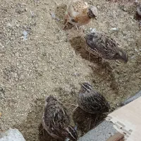 بلدرچین