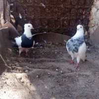 کبوتر طوقی وکله ای