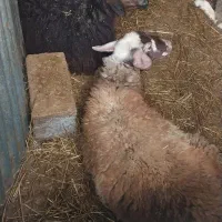 گوسفند|حیوانات مزرعه|فومن, |دیوار