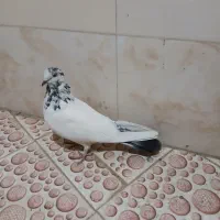 ماده تهرانی پرشتی