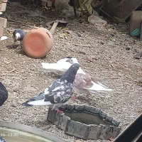 کبوتراهمگی دونه ای150