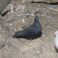 4عدد کبوتر ماده|پرنده|ایلام, |دیوار