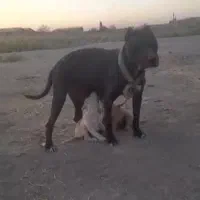 پیتبول واگذاری بزورگ و کو چ یک|سگ|مشهد, همت آباد|دیوار