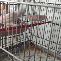 قناری ماده موزاییکی سرخ اورجینال|پرنده|کرمانشاه, |دیوار