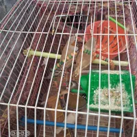 فنچ زبرا و کینگ|پرنده|شیراز, محمودآباد|دیوار