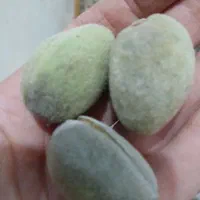بادام با پوست سبز تازه