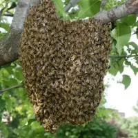 خرید زنبور عسل