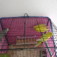 پرنده های خوش صدا|پرنده|شیراز, شهرک جماران|دیوار