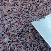 مویز شیرازی یا سیاه مخصوص جریان