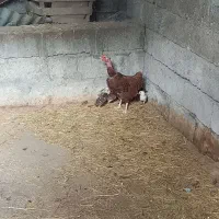 جوجه مرغ