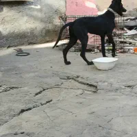 توله مالینیوز ۵ماهه اصل (ماده)