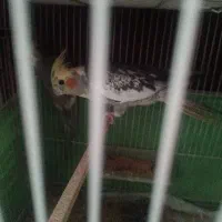 عروس هلندی|پرنده|مشهد, کارگران|دیوار