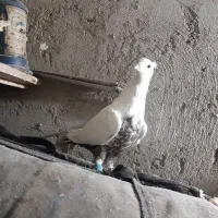 دمبی سینه زردوسیاه