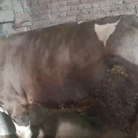 گوساله نر ۳ عدد|حیوانات مزرعه|دیواندره, |دیوار