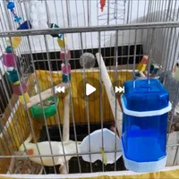 عروس هلندی  گمشده