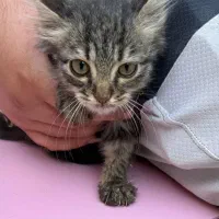 واگذاری گربه