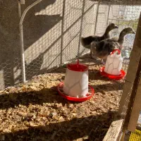 جوجه قو غاز|حیوانات مزرعه|سلمان‌شهر, |دیوار