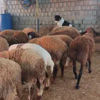 بره نر|حیوانات مزرعه|بابل, |دیوار