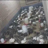 فروش بلدرچین زنده