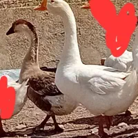 خروس گلین قوغاز سفید نر|حیوانات مزرعه|قزوین, |دیوار