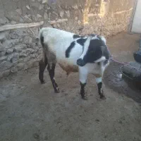 دوعدد گاو گوساله بزرگ ماده زایمان هستی